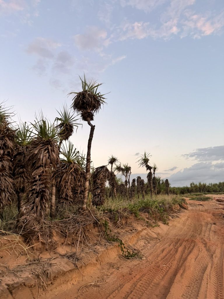 Pandanus palms beside a red dirt beach road