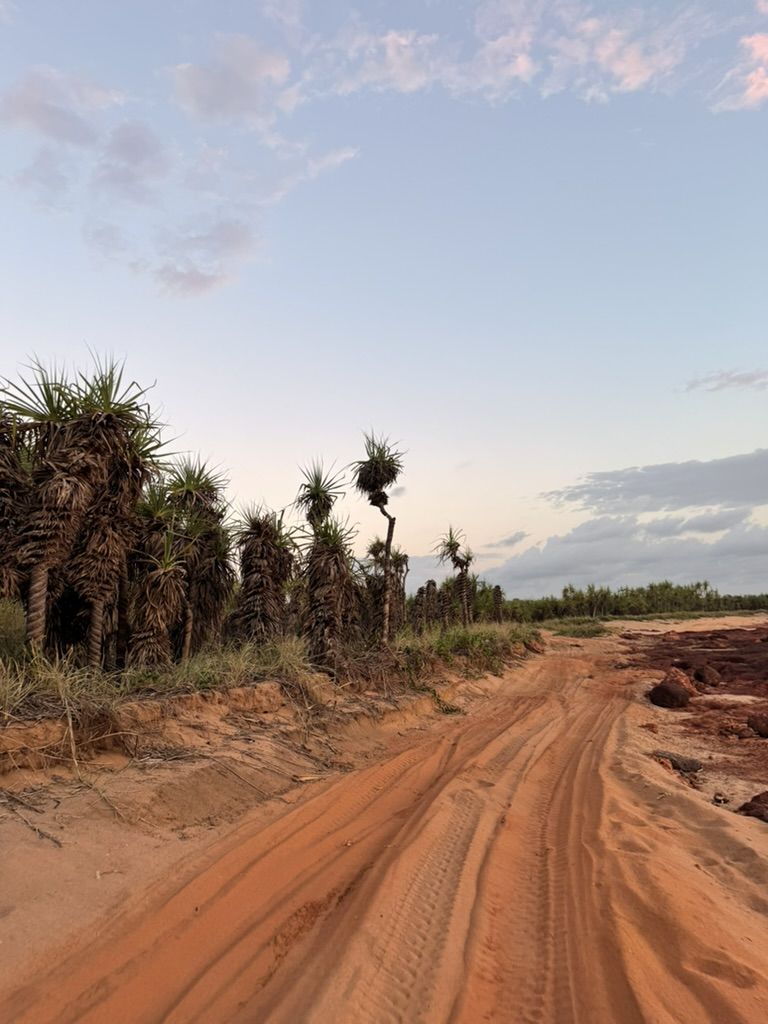 A red dirt track lined with pandanus palms running down to the beach at Dundee