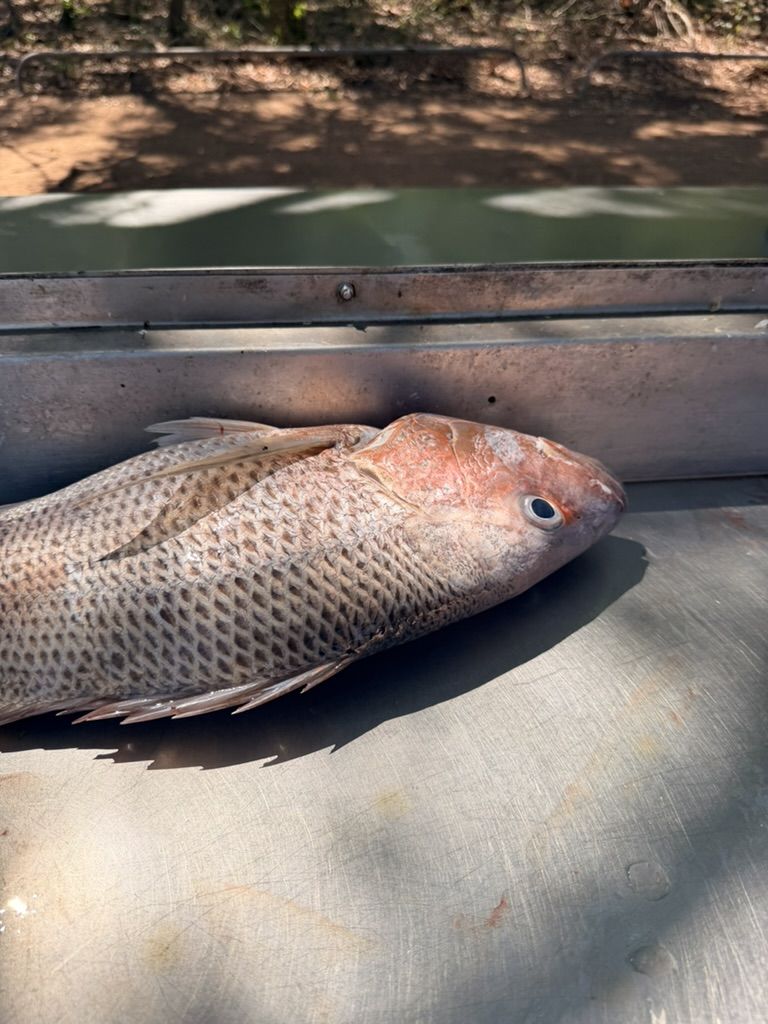 A fresh-caught snapper on the boat deck